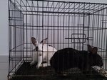 Hotot &amp; Angora  - Angora Rabbit + Hotot Rabbit