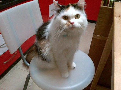 Chi Chi - Persian + Domestic Long Hair Cat