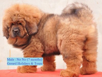 No No - Tibetan Mastiff Dog