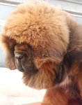 No No - Tibetan Mastiff Dog