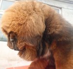 No No - Tibetan Mastiff Dog