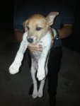 Jack ( Puchong ) - Jack Russell Terrier Mix Dog