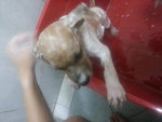 Jack ( Puchong ) - Jack Russell Terrier Mix Dog