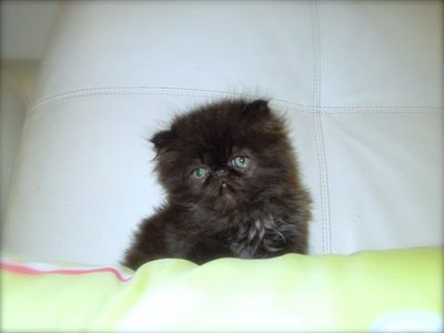 Cfa Flat Face High Nose Kitten - Persian Cat