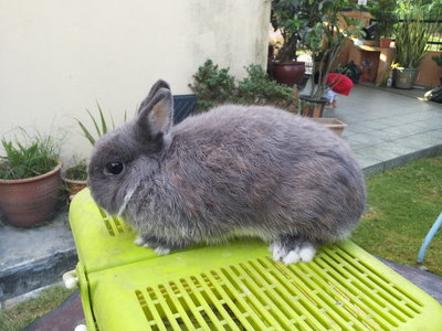 PF48623 - Netherland Dwarf Rabbit