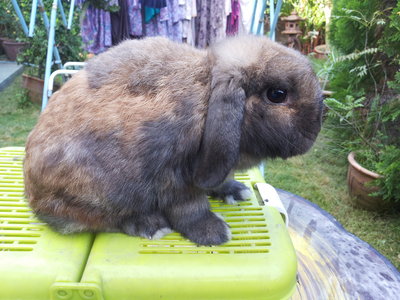 PF48624 - Holland Lop Rabbit