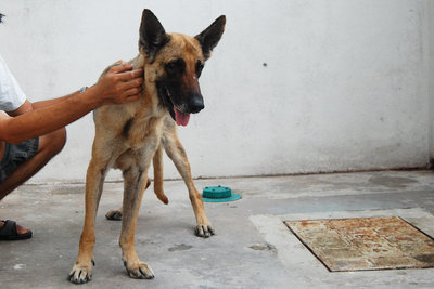 Genova - German Shepherd Dog Dog