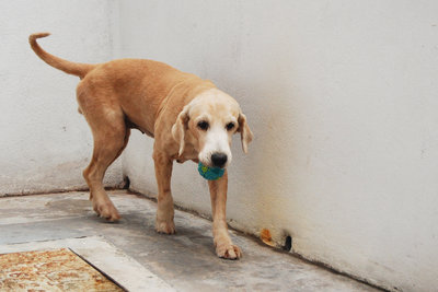 Gemini - Golden Retriever Dog