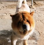 Chow Chow - Chow Chow Dog