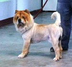 Chow Chow - Chow Chow Dog