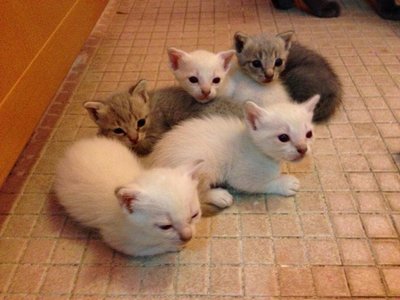 Scottish Siamese Kittens - Scottish Fold + Siamese Cat