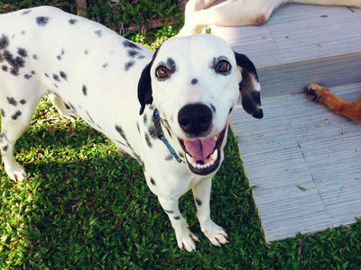 Dahlia - Dalmatian Dog