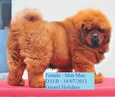 Mun Mun - Tibetan Mastiff Dog