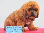 Mun Mun - Tibetan Mastiff Dog