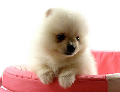 Winter - Pomeranian Dog