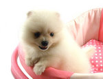 Winter - Pomeranian Dog