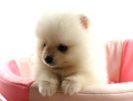 Winter - Pomeranian Dog