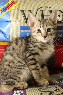 X (Adopted) Angela - Kitten No:3 - Domestic Short Hair Cat