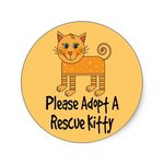 X (Adopted) Angela - Kitten No:4 - Domestic Short Hair Cat