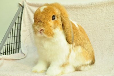 Holland Lop - Broken Orange 22 - Holland Lop Rabbit