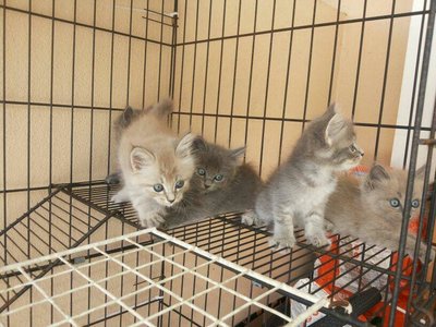 Babies - Himalayan + Nebelung Cat