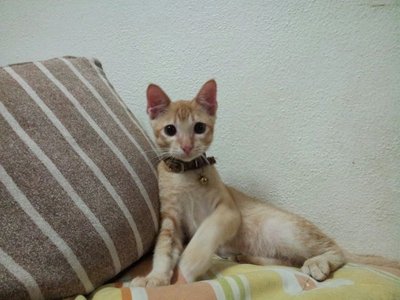 Male Kitten For Adoption - Domestic Short Hair Cat