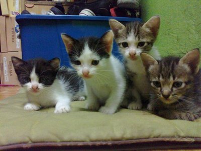 4 Musketeers - Domestic Short Hair + Domestic Long Hair Cat