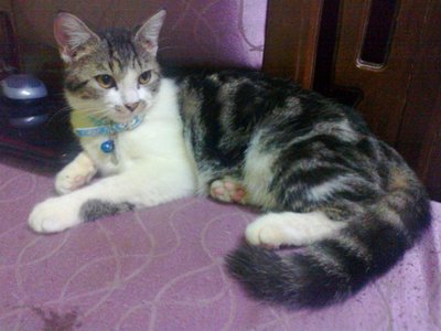 Hero - American Shorthair + Persian Cat