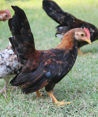 Ayam Selama - Chicken Bird