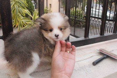 Shetland Sheepdog Puppy - Shetland Sheepdog Sheltie Dog