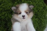 Shetland Sheepdog Puppy - Shetland Sheepdog Sheltie Dog