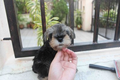 Tw Breed Mini Schnauzer Puppy  - Schnauzer Dog