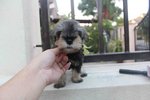 Tw Breed Mini Schnauzer Puppy  - Schnauzer Dog