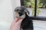 Tw Breed Mini Schnauzer Puppy  - Schnauzer Dog