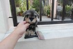 Tw Breed Mini Schnauzer Puppy  - Schnauzer Dog