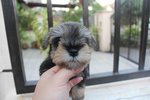 Tw Breed Mini Schnauzer Puppy  - Schnauzer Dog