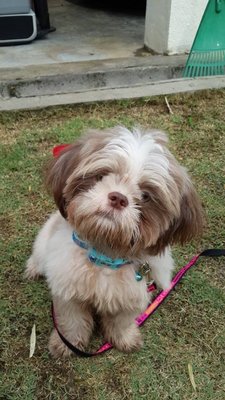 Shih Tzu - Shih Tzu Dog