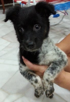 Baby - Mixed Breed Dog