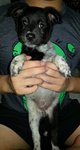 Baby - Mixed Breed Dog