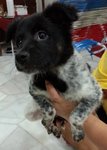 Baby - Mixed Breed Dog