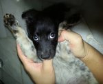 Baby - Mixed Breed Dog