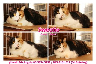 ★  Angela - Sweetie (♀)   ★ - Domestic Short Hair Cat