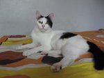 Cheri - Domestic Short Hair Cat