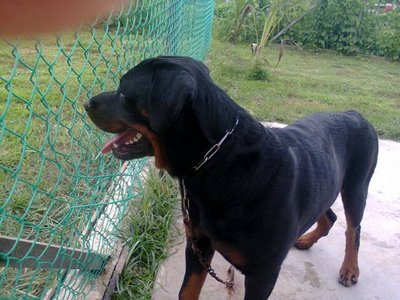 Stark Pes Toto - Rottweiler Dog