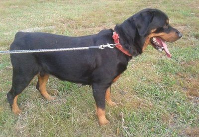 Stark Pes Maggie - Rottweiler Dog