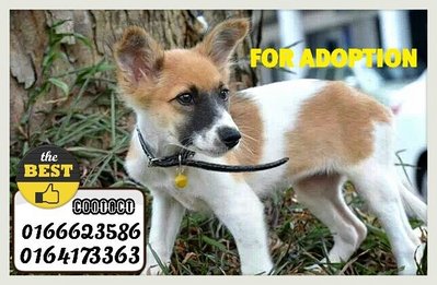 Mpsp-f-03 - Mixed Breed Dog