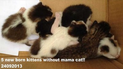 5 Newborn Kittens  - Domestic Short Hair Cat