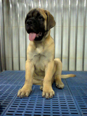 PF48790 - Bullmastiff Dog