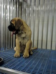 PF48790 - Bullmastiff Dog