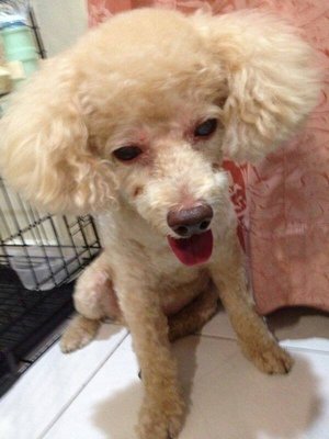 Louis  - Poodle Dog